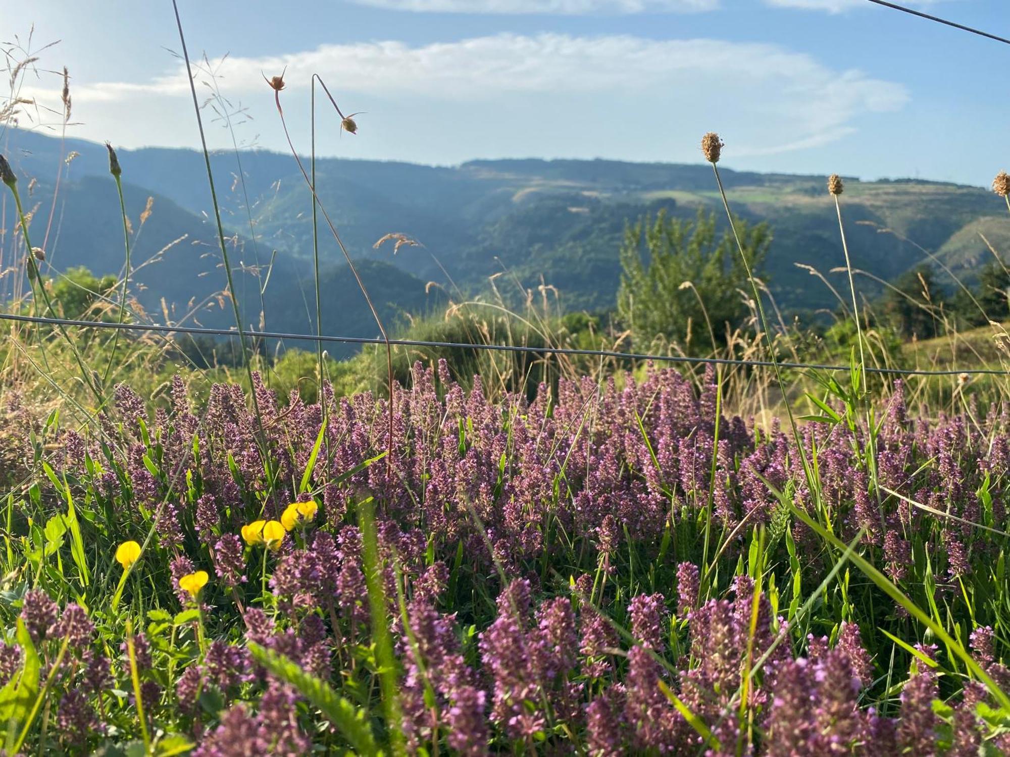 De Charme En Plein Cœur De L’ardèche Verte Vakantiehuis *